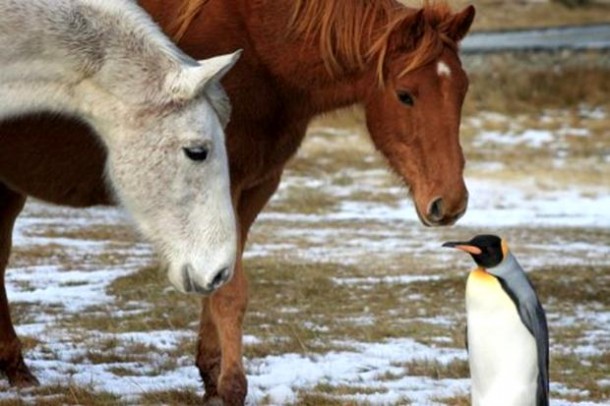 Konj i pingvin