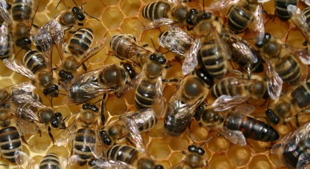 Photo of Pčele na ivici gladi