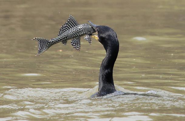 Photo of Mali Zvornik: Na Drini zimuje oko 700 kormorana