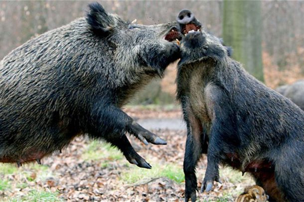 Photo of I veprovi u borbi protiv Islamske države: Divlje svinje ubile trojicu islamista