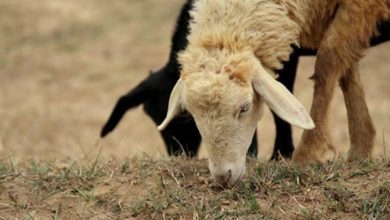 Photo of Kozluk: Podnesen izvještaj protiv zbog krađe ovaca