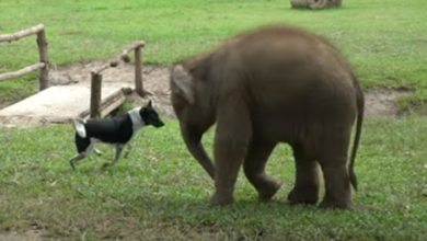 Photo of Beba slona pokušala se sprijateljiti sa psom, pogledajte kako je prošlo
