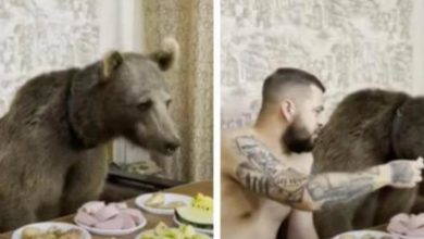 Photo of Večera sa medvjedom: Video snimak iz Rusije izazvao opšte oduševljenje korisnika mreže u svijetu