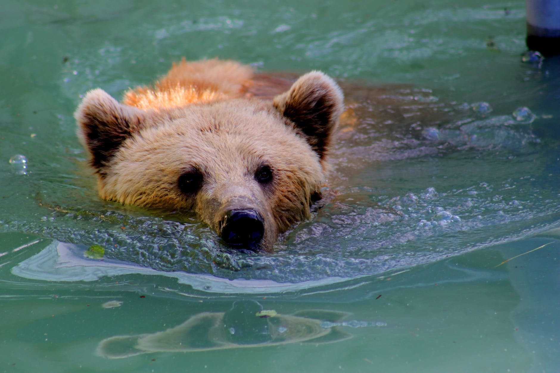 grizzly bear swimming in water